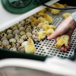 Couveuse semi automatique 12 œufs poules -River System Egg Tech 12