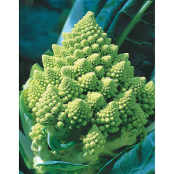 Romanesco broccoli (1g)