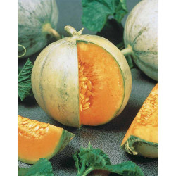 Melon Cantaloup charentais...