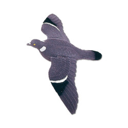 Pigeon floqué, ailes battantes