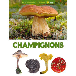 Champignons