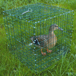 Cages Chanteuse Pliables...